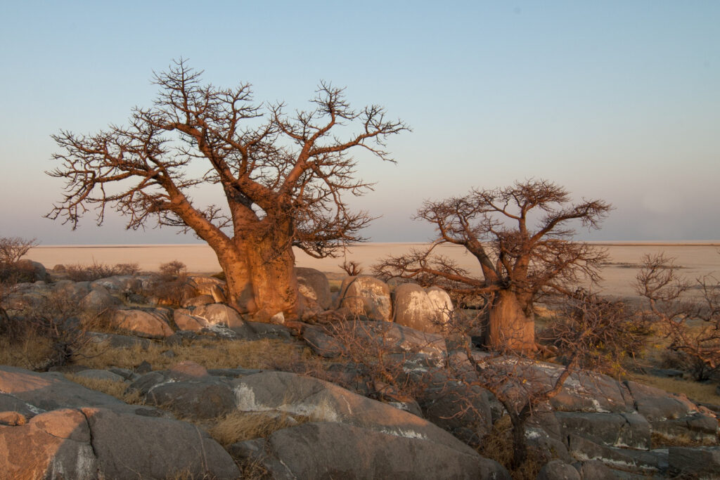 Travel Business Assistance | Botswana | Iconic Baobab Trees