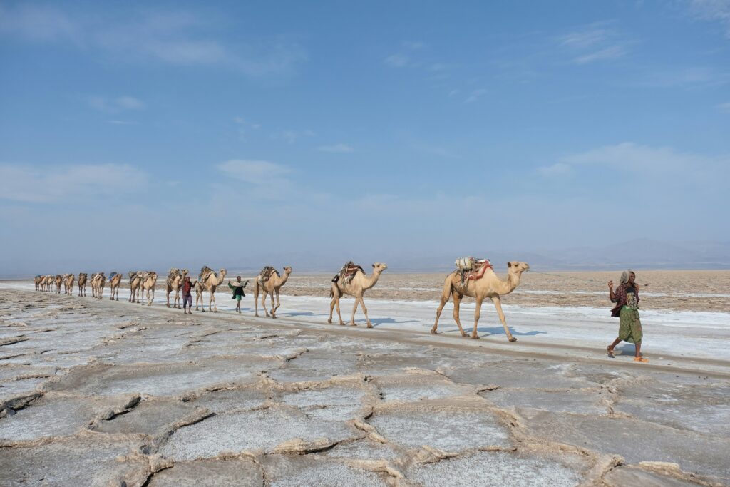 Travel Business Assistance | Ethiopia | Desert Camel Trekking