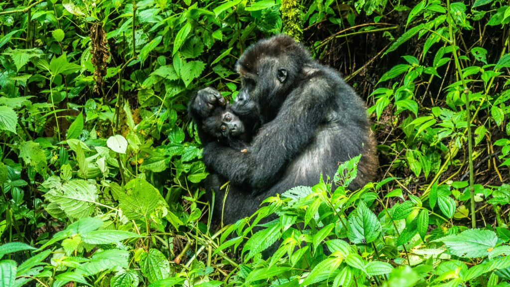 Travel Business Assistance | Democratic Republic of Congo | Gorillas