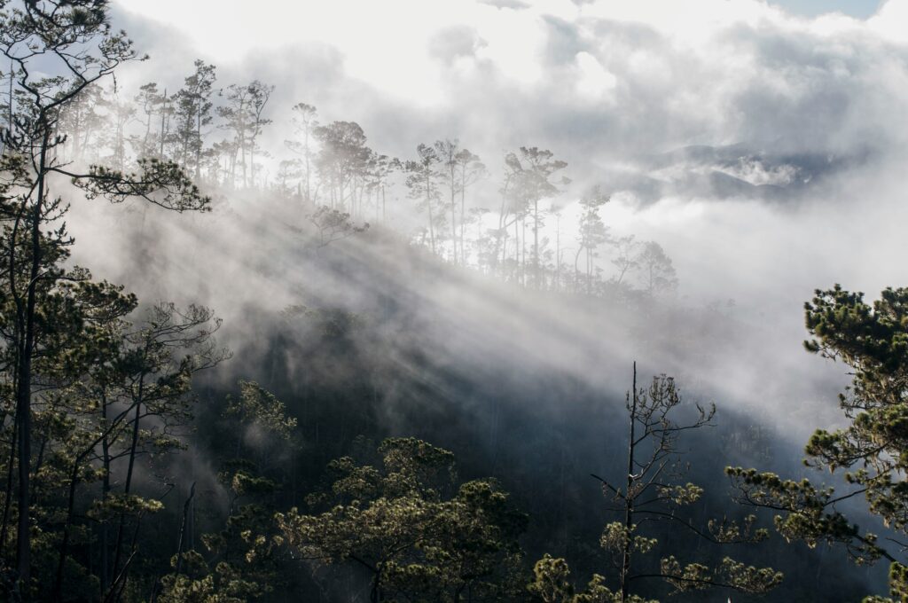 Travel Business Assistance | Democratic Republic of Congo | Mountains and Trees