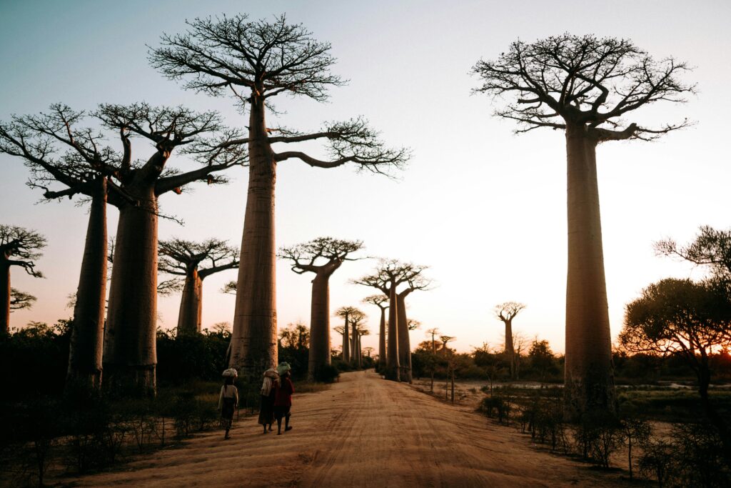 Travel Business Assistance | Madagascar | Baobab grove