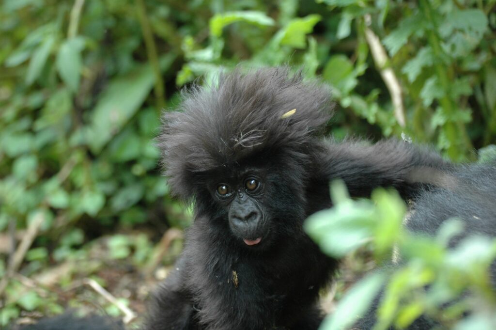 Travel Business Assistance | Rwanda | Gorilla Baby