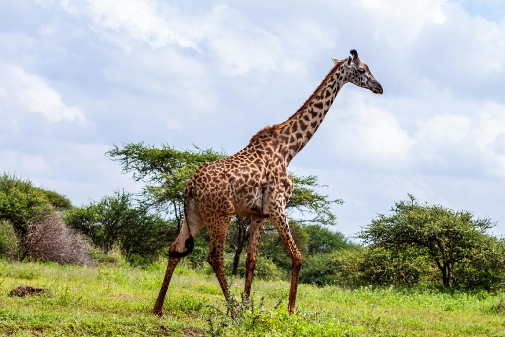 Travel Business Assistance | Kenya | Giraffe on the Serengeti