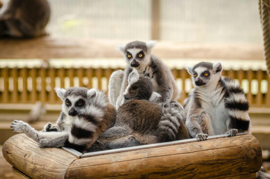 Travel Business Assistance | Madagascar | Lemurs