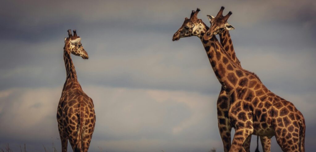 Travel Business Assistance | Uganda | Giraffe