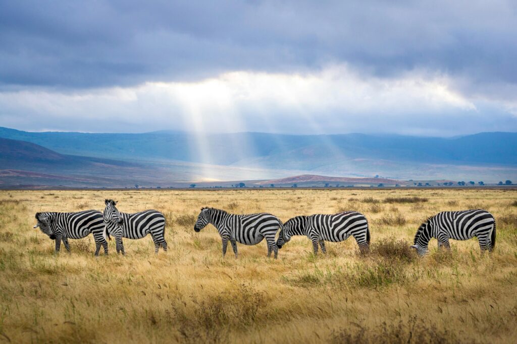 Travel Business Assistance | Tanzania | Zebras