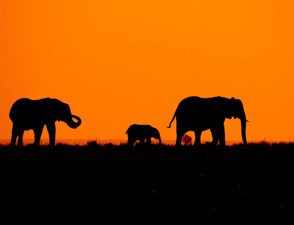 Travel Business Assistance | Botswana | Elephants at Sunset on Safari