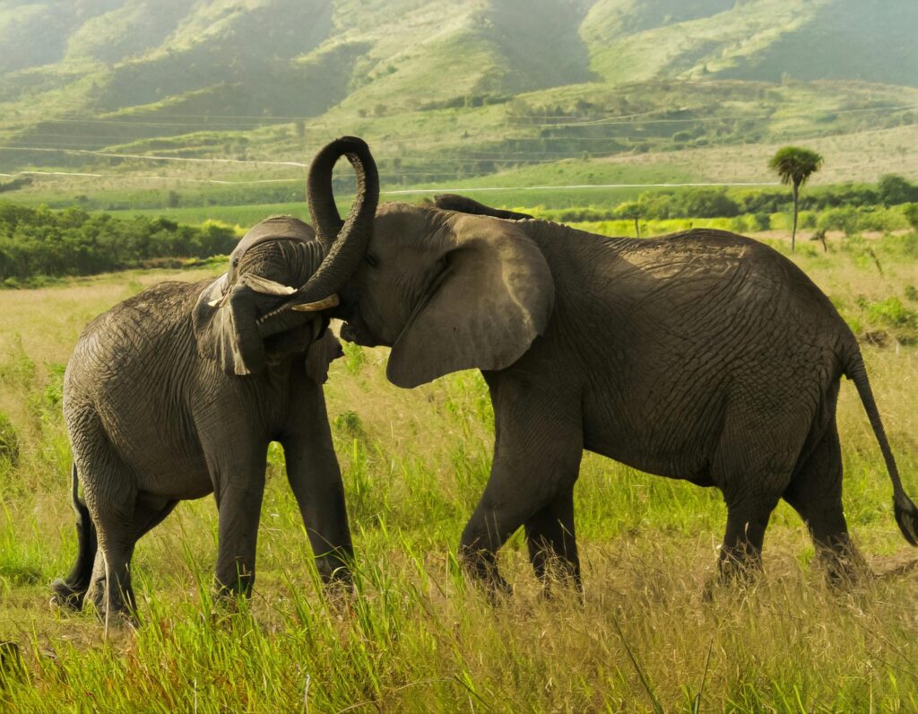 Travel Business Assistance | Kenya | Elephants fighting