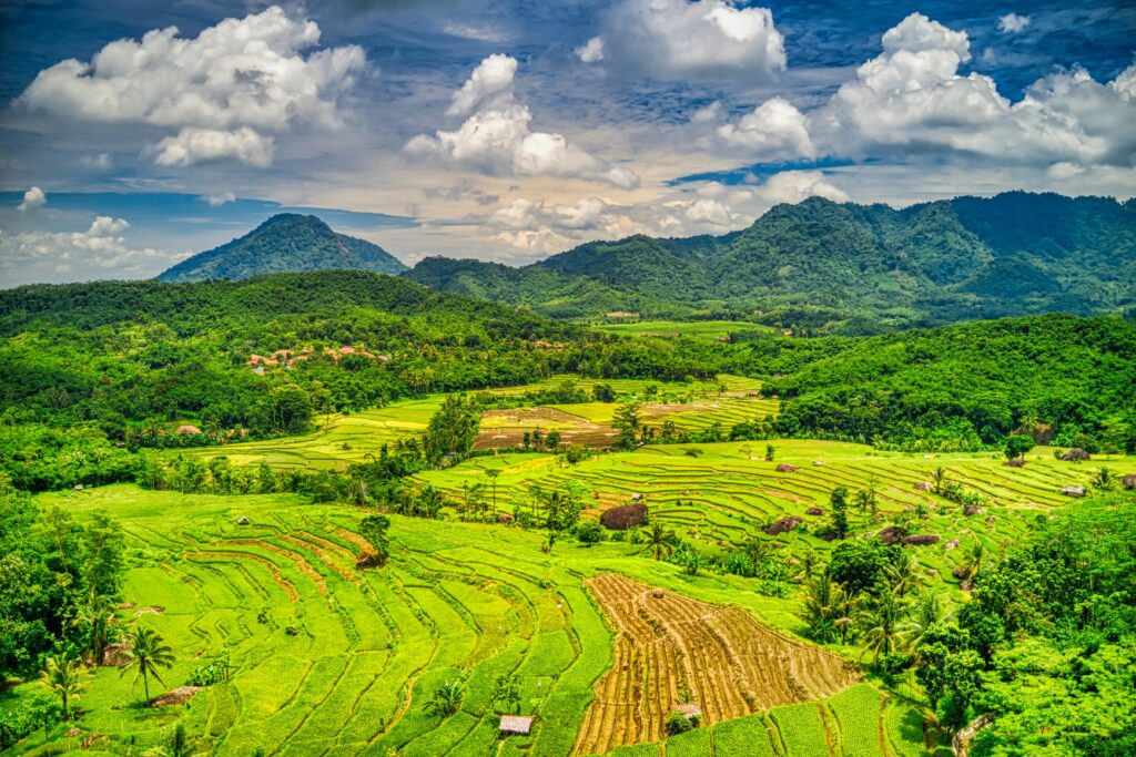 Travel Business Assistance | Indonesia | Farm land in the country