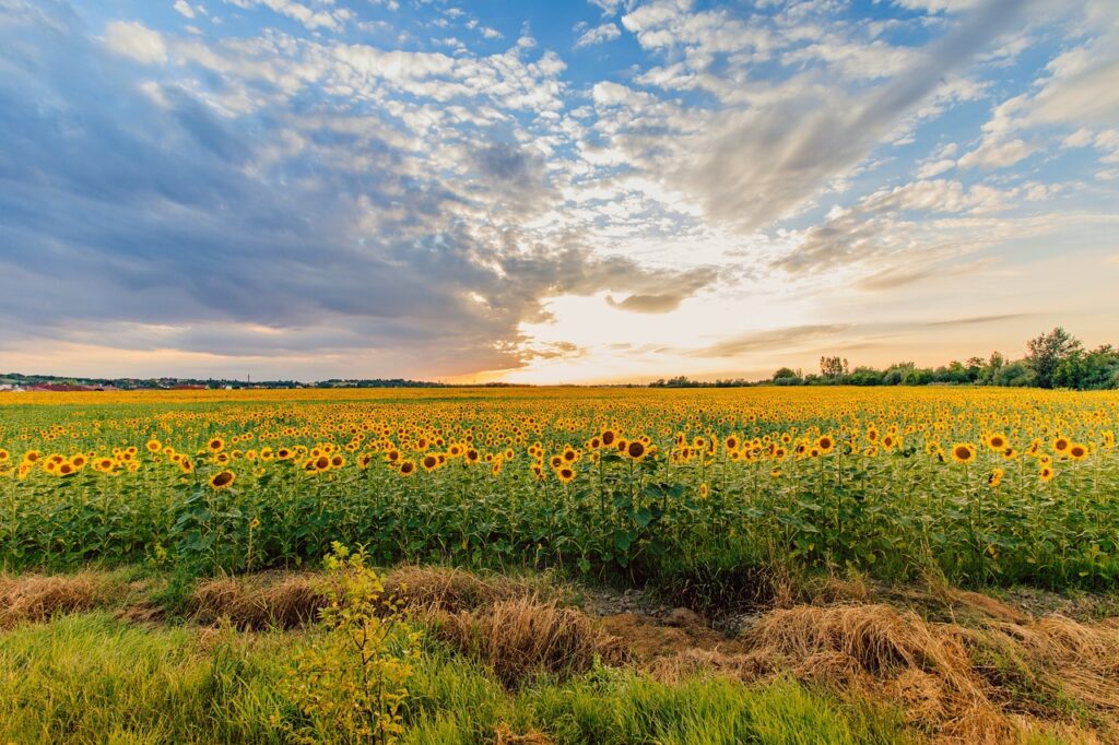 Travel Business Assistance | Hungary | Field of Sunflowers